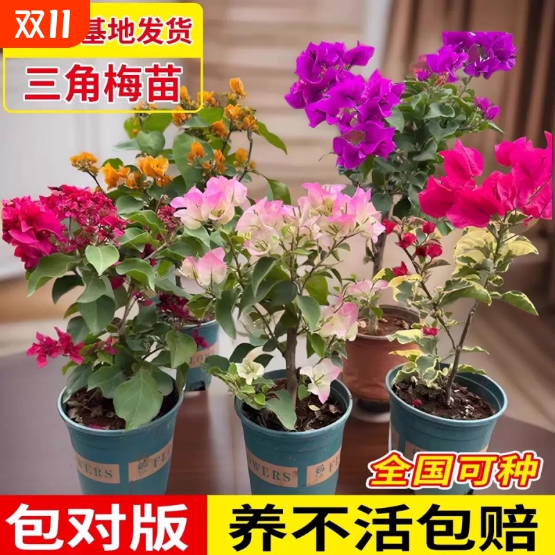 重瓣三角梅小苗绿樱漳红樱卡亚塔多季开花盆栽阳台庭院露台花卉