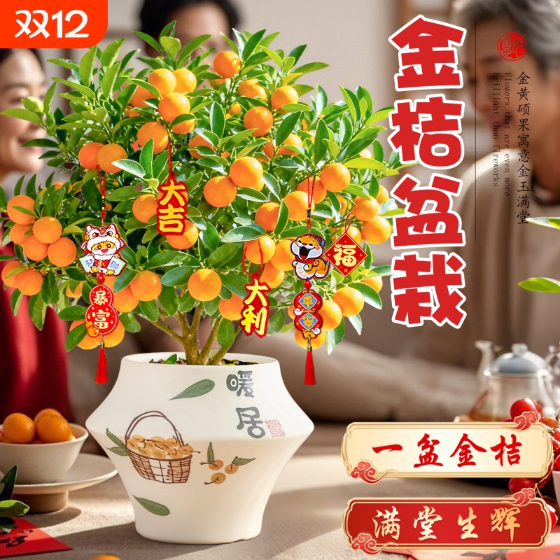 金桔树盆栽年宵花卉盆景