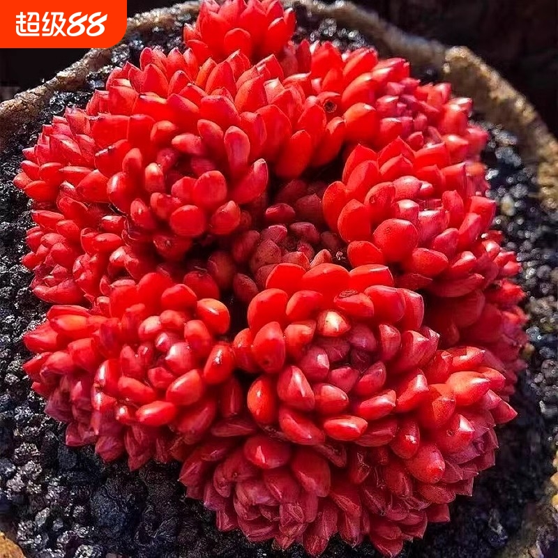 红宝石多头多肉绿植好养植物肉肉组合办公室盆栽创意花卉中国风