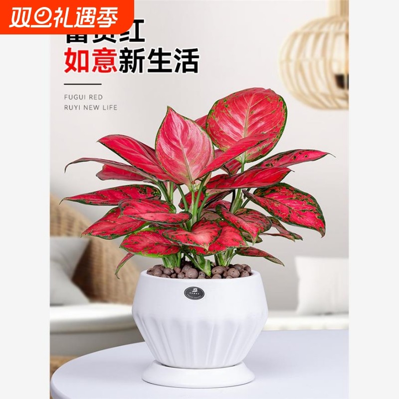 吉利红盆栽如意皇后室内客厅花卉绿植办公室桌面水培植物四季好养