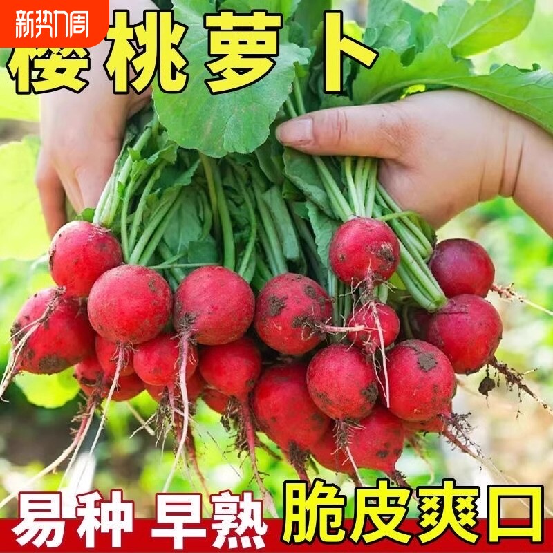 樱桃水果萝卜种子四季播种高产脆甜阳台盆栽庭院蔬菜种籽小红萝卜