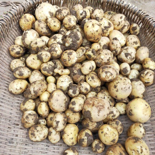 新鲜现挖土豆洋芋农家自种