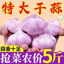 山东金乡大蒜新鲜3斤 5斤紫白皮干大蒜特大果农家自种优质调味料
