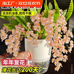 多箭香水文心兰带花苞梦香兰精品名贵好易活花卉盆栽客厅好养开花