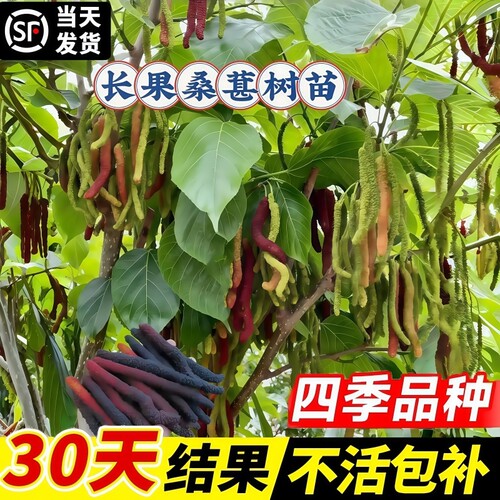 桑葚树苗盆栽白长果桑椹叶蓝莓树南北方四季树莓苗水果树果苗大全