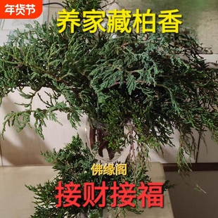 藏柏香煨桑烟供火供新鲜柏香枝叶香薰料天然藏香浓香型净化空间