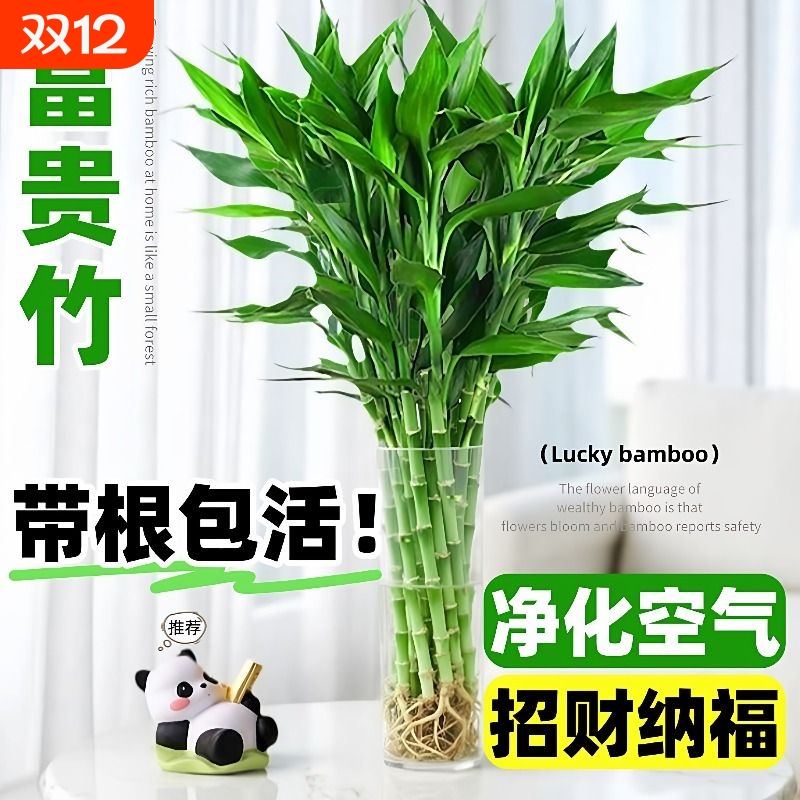 水培绿植富贵竹水养盆栽室内带根好养客厅招财植物办公室花卉桌面