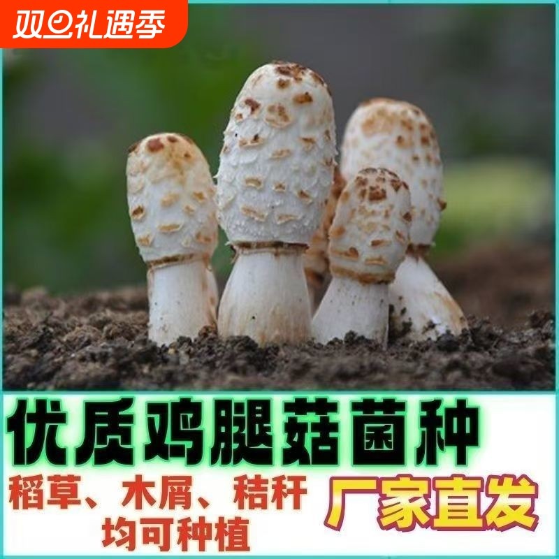 鸡腿菇出菇包包土培蘑菇菌包种植种子食用菌种种家庭新鲜