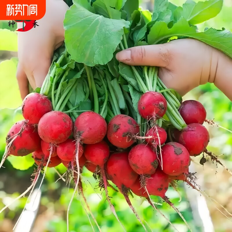 樱桃萝卜种子大全四季播种易活凤梨水果萝卜种籽阳台盆栽蔬菜种孑