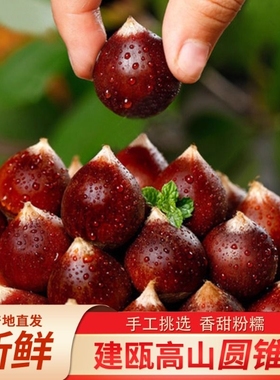 2025年新鲜建瓯锥栗油栗圆栗子生新鲜现摘圆锥油栗圆栗野生栗锥子