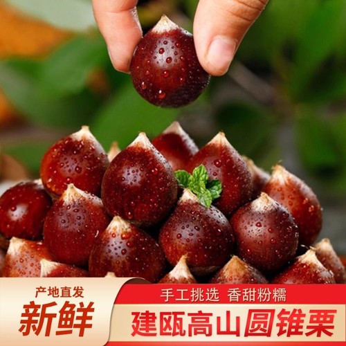 2025年新鲜建瓯锥栗油栗圆栗子生新鲜现摘圆锥油栗圆栗野生栗锥子