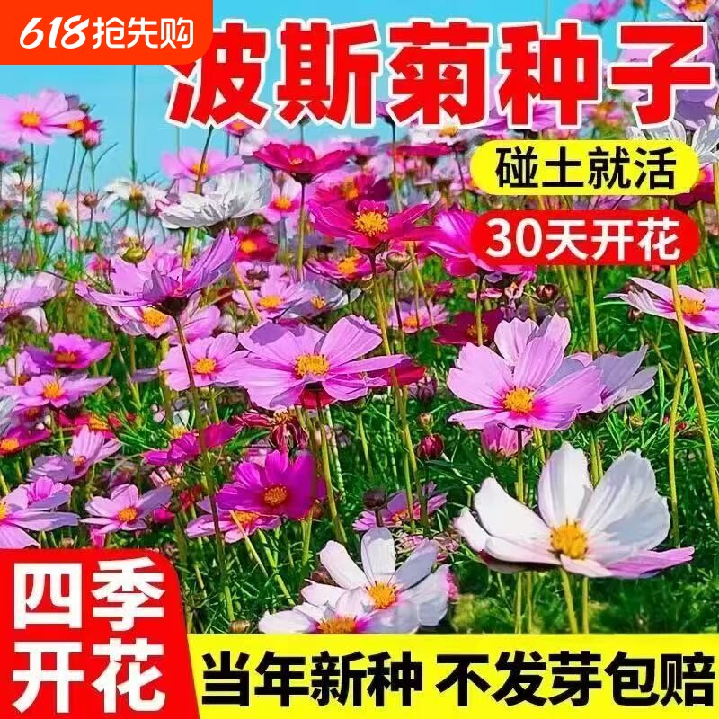 格桑花花种籽子波斯菊花太阳花种孑野花组合绿化四季播种开花种子
