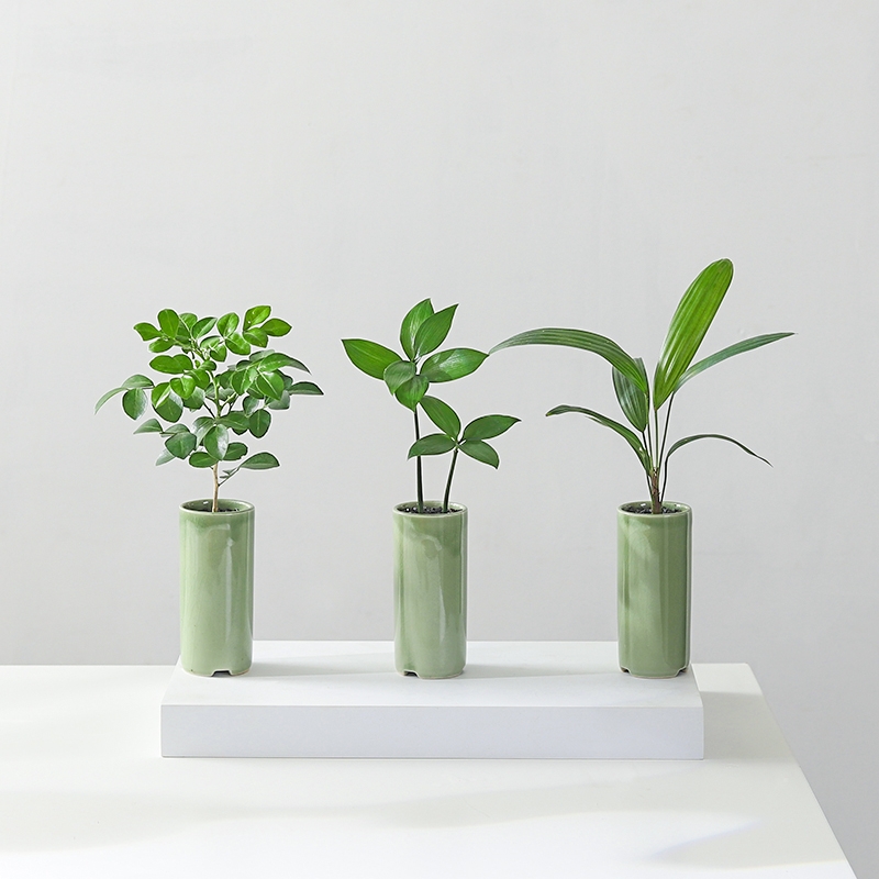 观叶四季常青竹柏花卉盆景