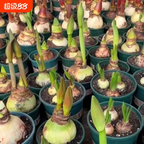 荷兰进口重瓣朱顶红种球室内外盆栽花卉值物易活特大开花种植花盆