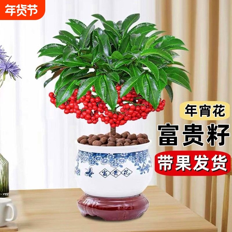 富贵籽盆栽黄金万两植物带果子红果客厅招财室内好养懒人花卉绿植,鲜花速递/花卉仿真/绿植园艺,绿植,淘宝优惠券,粉丝福利购,淘宝优惠卷