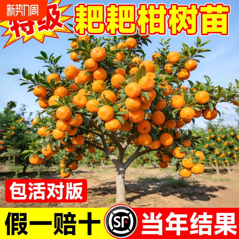 耙耙柑树苗正宗四川耙耙柑树苗橘子果树树丑橘盆栽地栽粑粑柑树苗