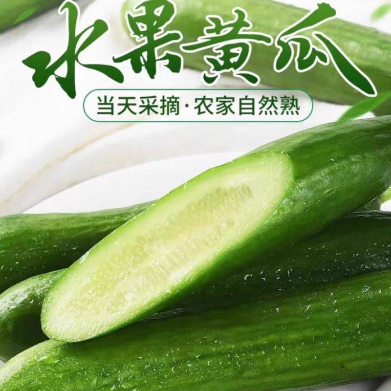 新鲜采摘水果黄瓜新鲜小黄瓜青瓜生吃脆嫩清甜小黄瓜