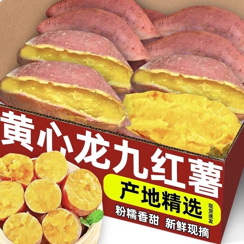 正宗龙九黄心红薯沙地番薯板栗蜜薯现挖现发面甜优质果蔬新鲜香甜
