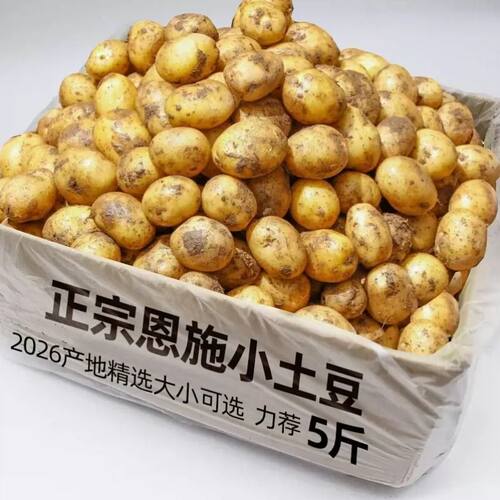 正宗恩施小土豆现挖湖北新鲜黄心土豆当季蔬菜迷你马铃薯洋芋健身