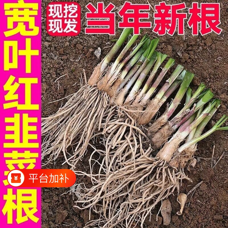 韭菜根苗现挖宽叶紫红根韭菜苗农家本土四季阳台盆栽种菜籽蔬菜苗