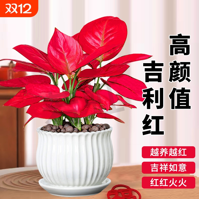 吉利红盆栽如意皇后室内绿植