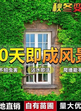 爬山虎树苗爬墙虎爬藤绿植物四季常青不落叶庭院藤蔓种子阳台耐寒