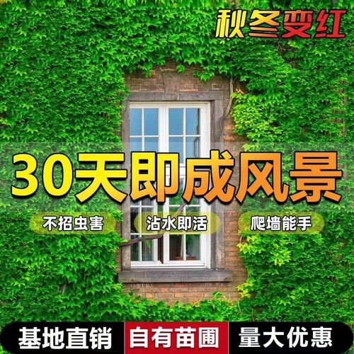 爬山虎树苗爬墙虎爬藤绿植物四季常青不落叶庭院藤蔓种子阳台耐寒