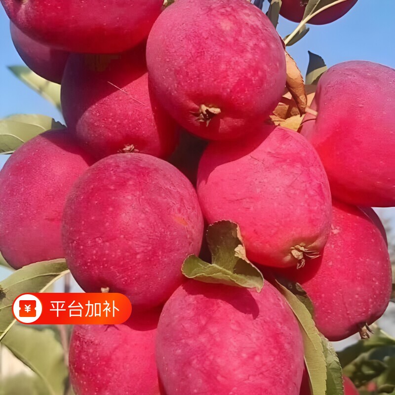 东北特产鸡心果樱桃小苹果沙果海棠果新鲜孕妇水果酸甜应季糖心果