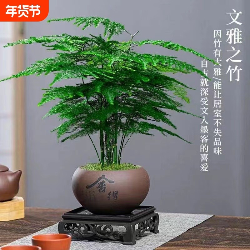 文竹盆栽植物客厅办公室内小叶赤楠盆景桌面绿植好养云竹四季常青,鲜花速递/花卉仿真/绿植园艺,绿植,淘宝优惠券,粉丝福利购,淘宝优惠卷