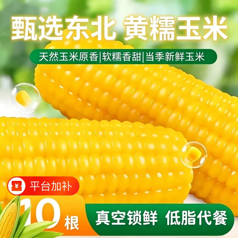 当季东北黄糯玉米非转基因真空包装黏糯玉米新鲜大棒软糯香甜黏