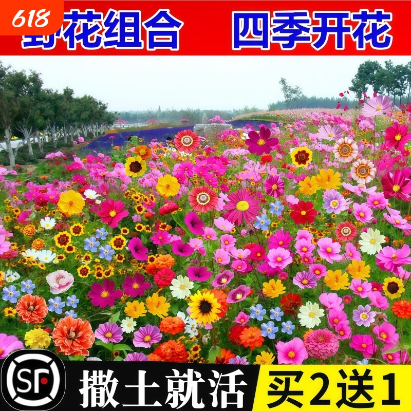 野花组合花种子花种籽子大全四季播种开花室外格桑花种太阳花种孑