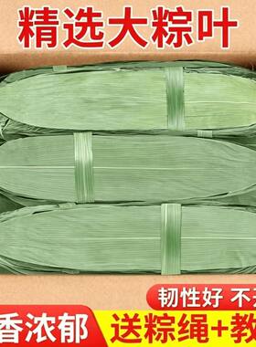 粽叶包粽子专用粽子叶干特大号棕叶竹叶子新鲜商用端午箬叶野生