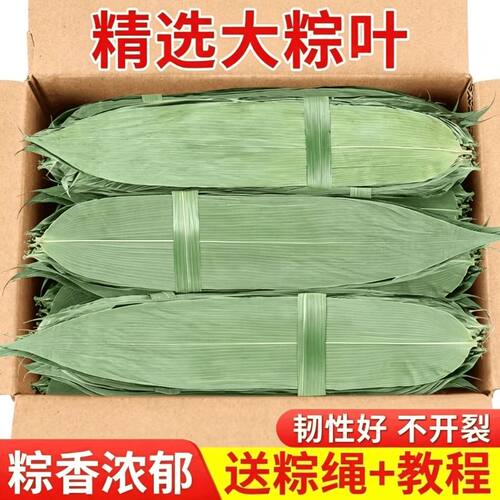 粽叶粽子叶棕叶包粽子专用干特大号竹叶子新鲜商用端午箬叶野生