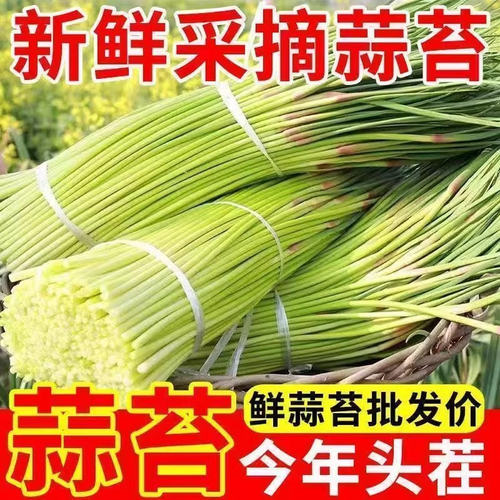 新鲜现摘蒜苔当季新鲜蔬菜批发价