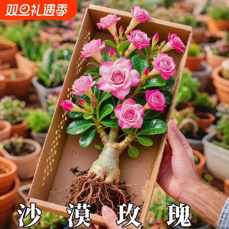 重瓣沙漠玫瑰老桩花苗阳台庭院四季不断开 花好养绿植盆栽多肉