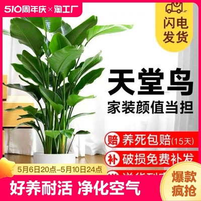 天堂鸟盆栽室内客厅大型绿植大叶植物花卉鹤望兰新房阳台庭院精品