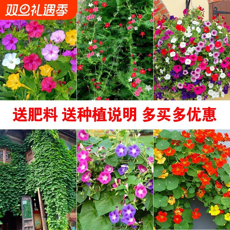 牵牛花种子喇叭花室外爬藤墙四季播种开花盆栽易活旱金莲花种籽孑