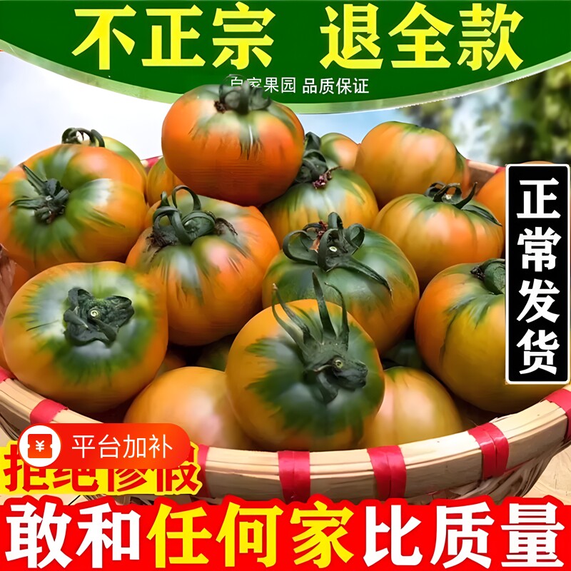 正宗东北新鲜水果西红柿农家自种草莓柿子铁皮柿子脆甜生吃番茄