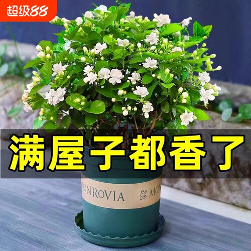 茉莉花苗盆栽带花苞|千人回购