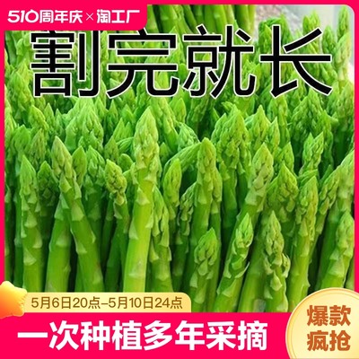 芦笋种子庭院阳台一次种植多年采