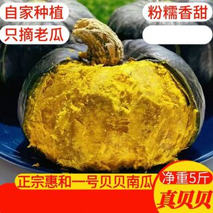 贝贝南瓜正宗板栗味惠和一号贝贝板栗小南瓜粉糯香甜板栗南瓜辅食