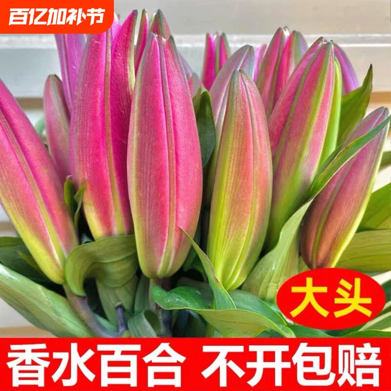 香水百合花鲜花批发云南昆明基地直发水养真花客厅插花束向日葵