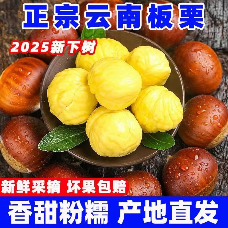 【2025新货】云南新鲜板栗生栗子现摘现发老树野生高原栗子甘栗