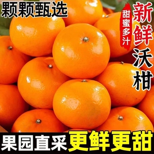新鲜多汁现摘沃柑皮薄柑橘桔子鲜甜橘子当季 孕妇水果彩箱果农直发