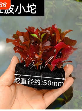 水草红波鱼缸装饰植物增氧净化水质坨草红色好养乌龟缸养虾造景