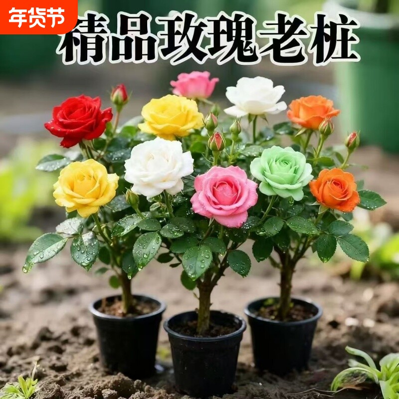 花苗老桩大玫瑰花大花花月季花卉庭院老根阳台室外耐寒开花花期