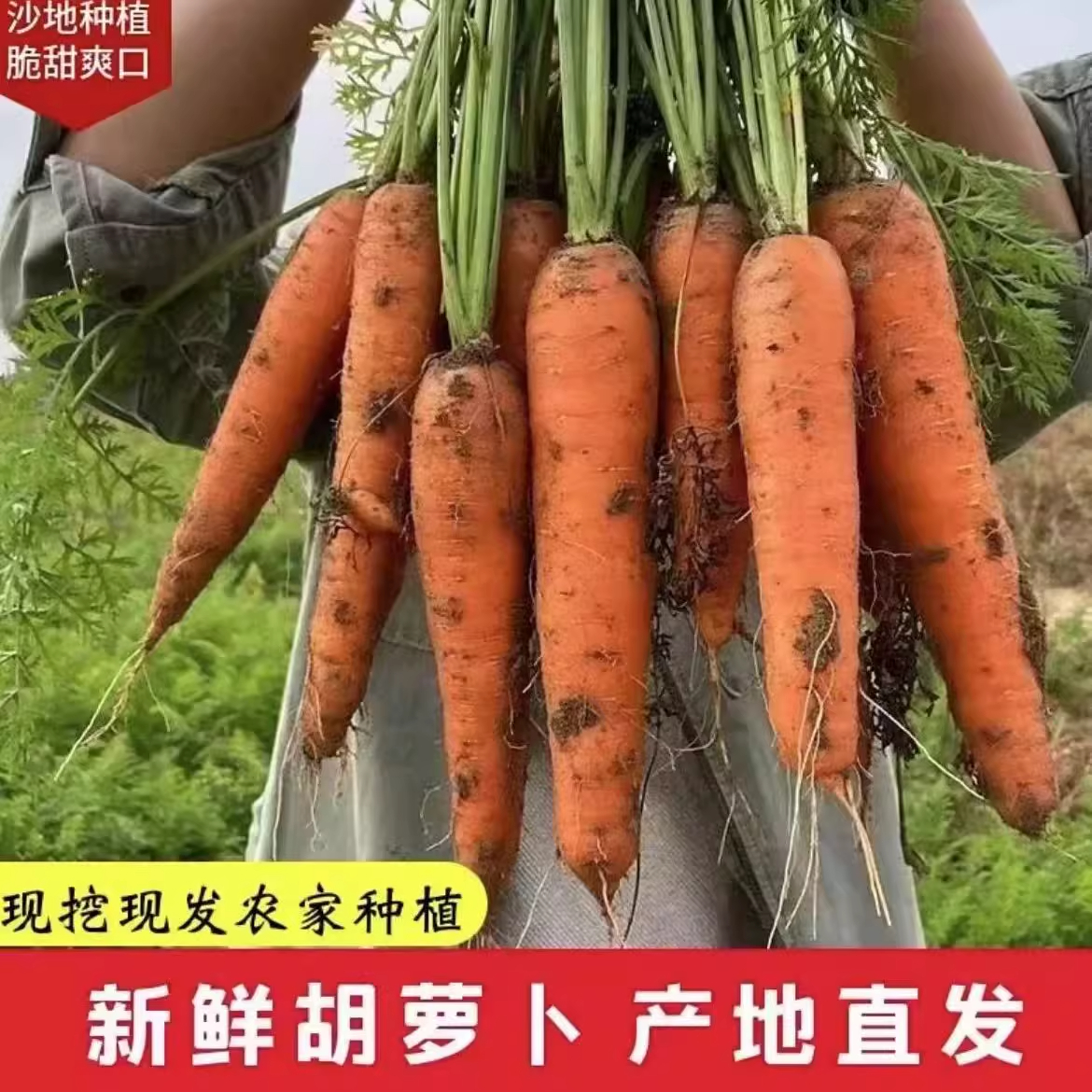 新鲜带泥胡萝卜农家自种现挖当季水果胡萝卜脆甜多汁生吃蔬菜包邮