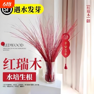 红瑞木鲜枝干支红柳树枝条室内耐寒好养遇水发芽水培植物吊钟绿植