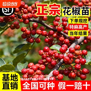 正宗花椒苗树大红袍带土带盆栽老桩四川九叶青花椒树大苗当年结果