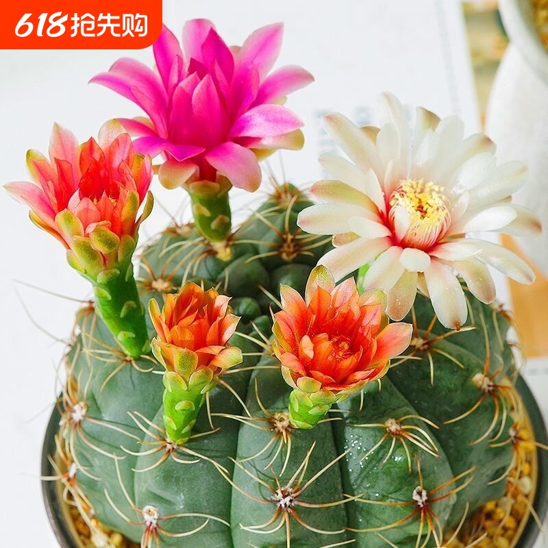 绯花玉仙人球盆栽开花好活净化空气除甲醛桌摆办公室花卉绿植客厅
